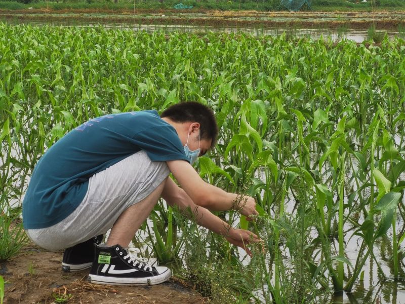 生物与食品工程学院“青禾助农—苏州水韵“八仙”文化传承与高值综合开发”暑期社会实践团在基地观察茨实.jpg